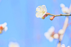 flower7651