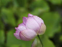 flower1030084