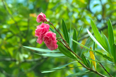 flower1030458