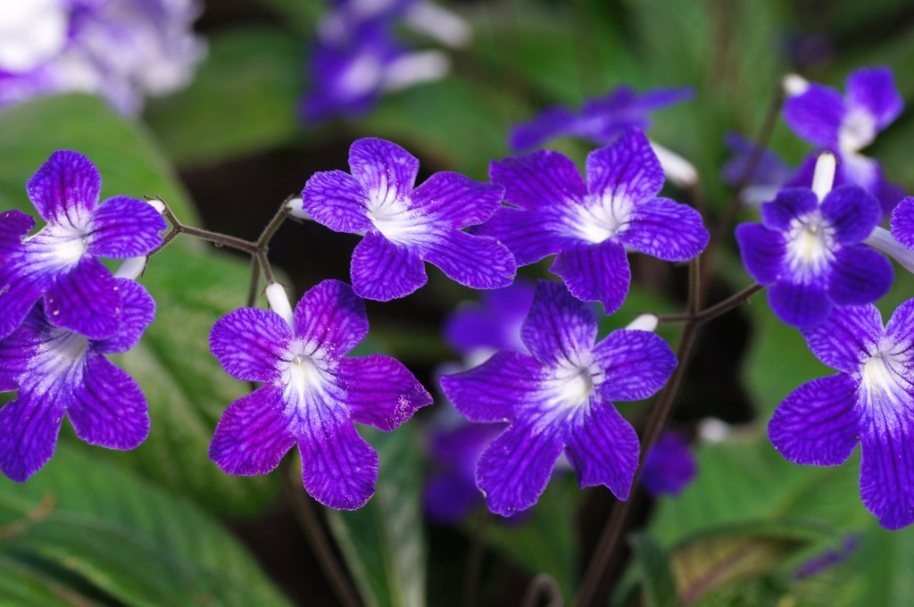 flower06454