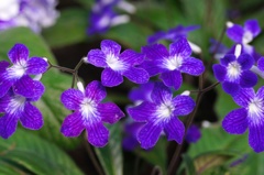 flower06454