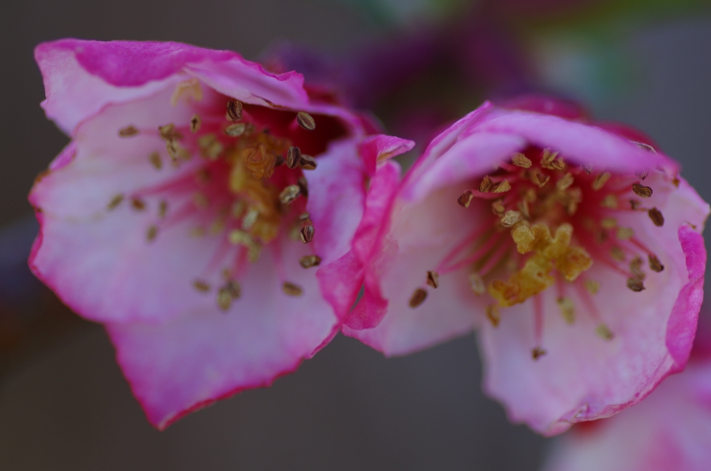 flower6806