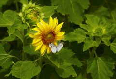 flower1020533