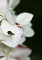 flower1030074
