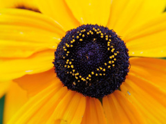 flower1020444