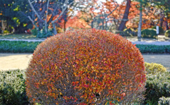 tree0240