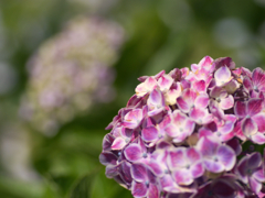 flower1020224