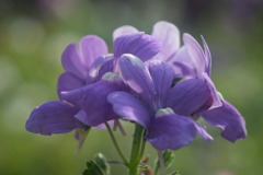 flower8176