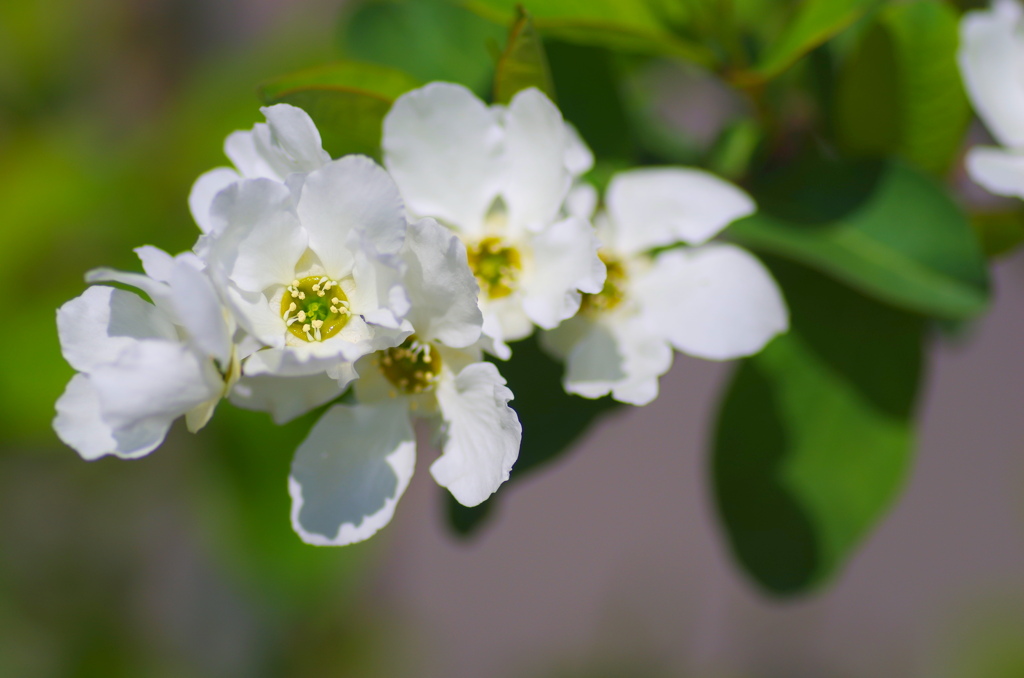 flower7023