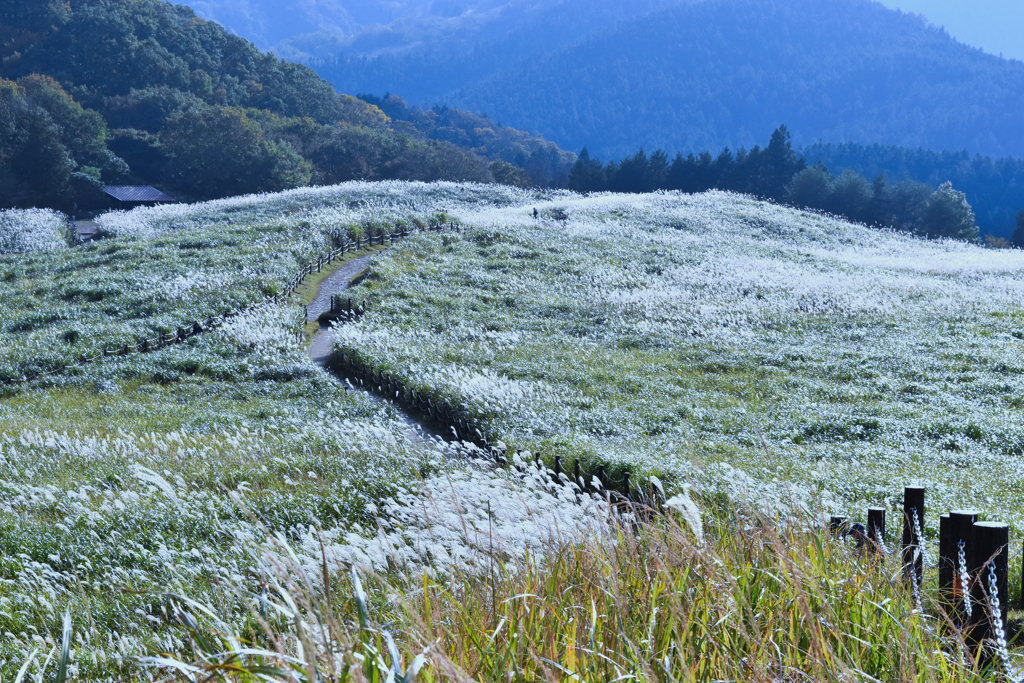 grass0092