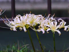 flower1040335