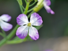 flower1010269