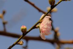 flower8635