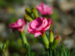 flower1030916