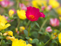 flower1030273