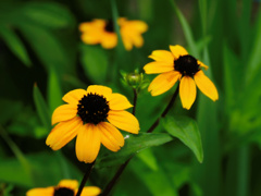 flower1020449