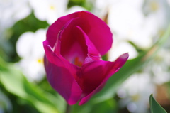 flower7031