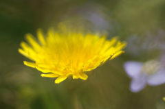 flower06101