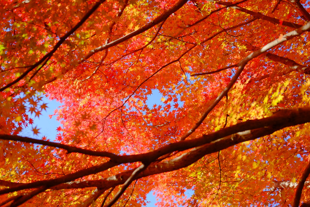 tree0188