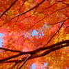 tree0188