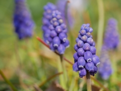 flower1000347