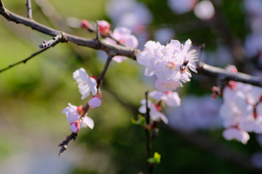 flower8654