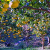 tree7529