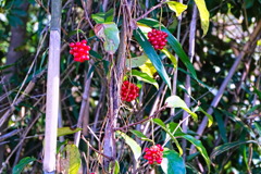 berry7436