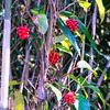 berry7436