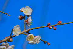 flower7654