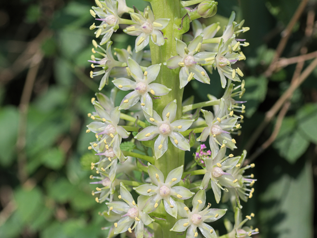 flower1030223