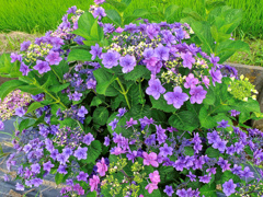 flower205552