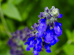 flower1020899
