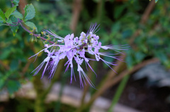 flower06463