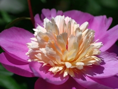flower1010653