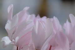 flower7923