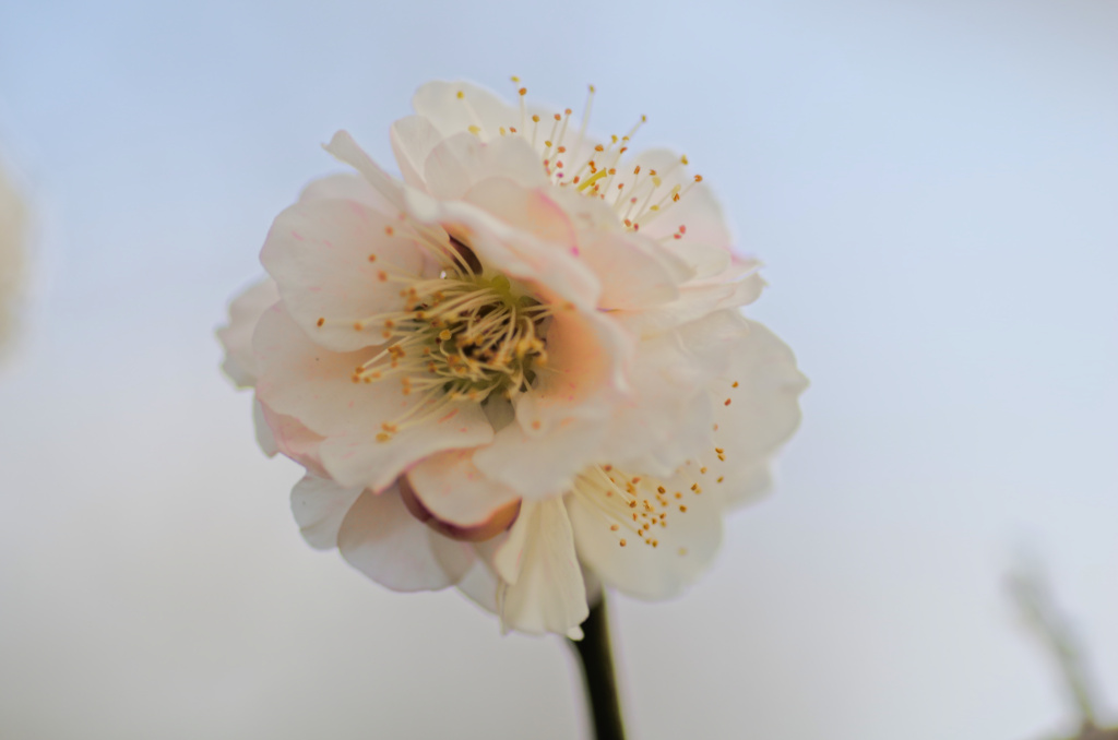 flower6408