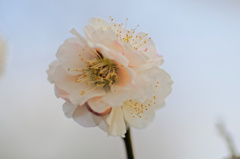 flower6408