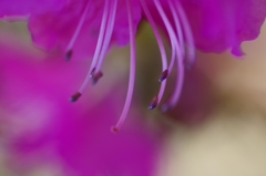 flower6833