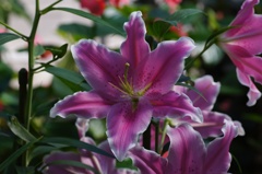 flower06428