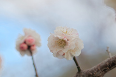 flower6414