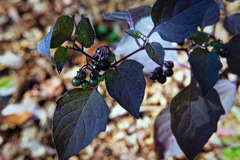 berry8244