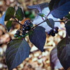 berry8244