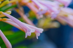 flower6992