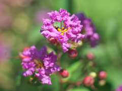 flower1030530
