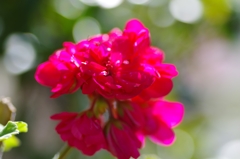 flower6814