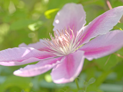flower1010520
