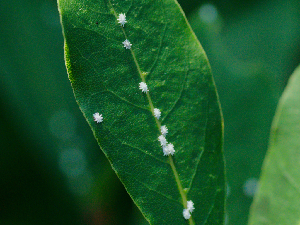 leaf1030759