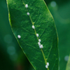 leaf1030759