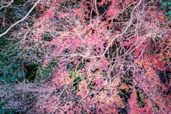 tree7948